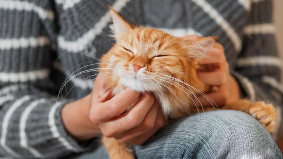 Die 25 besten Gimmicks für Katzen