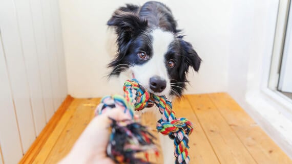 Die 25 besten Spielzeuge für Hunde