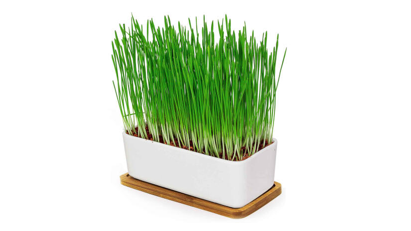 Katzengras-Pflanzset